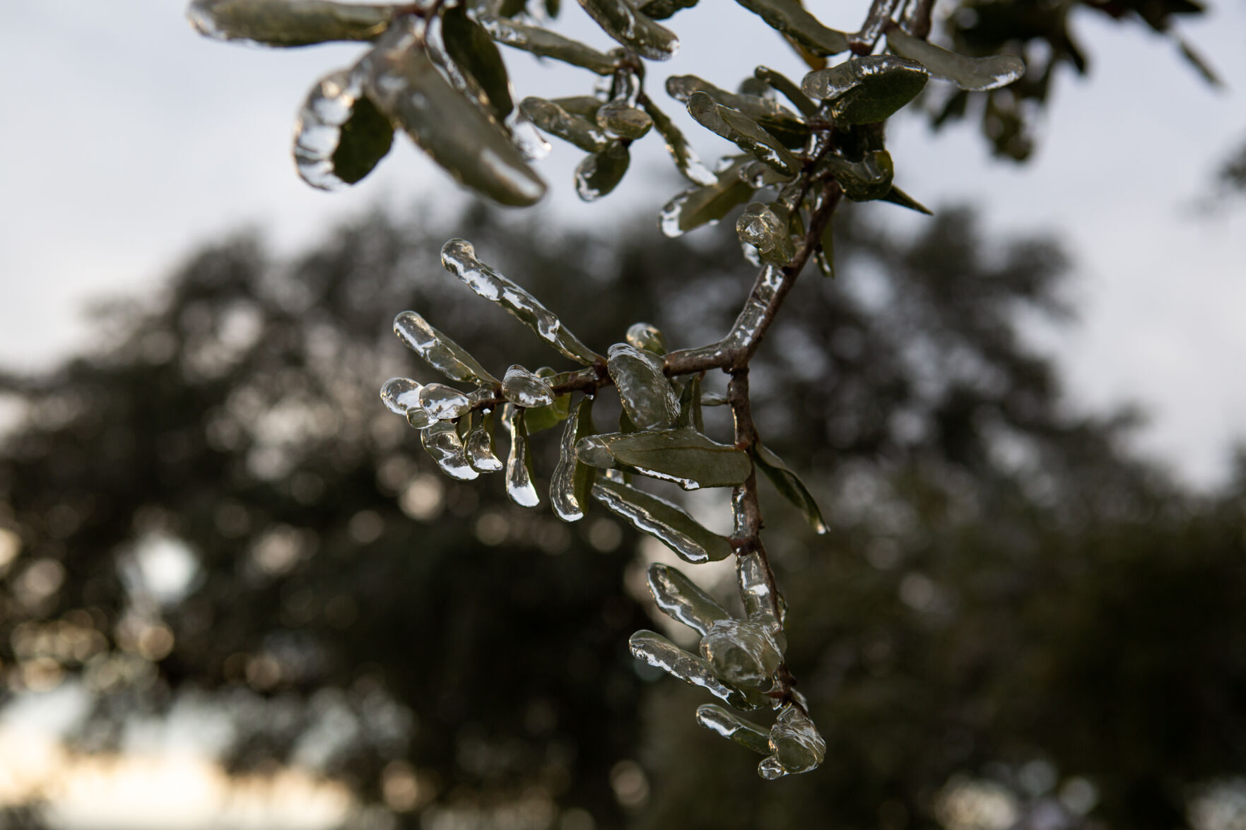 Winter storm in Goliad